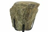 Theropod Dinosaur Agatized Limb Section W Metal Stand - Texas #377877-3